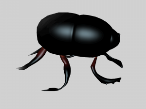 Insect heliocopris Donius Model 3D