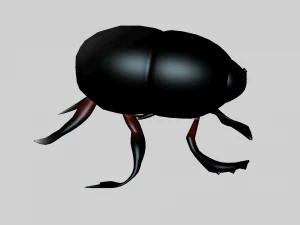 Insect heliocopris Donius 3D Model