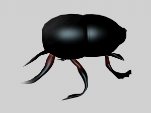 Insect heliocopris Donius Model 3D