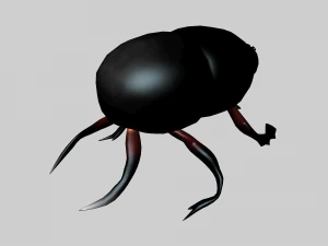 Insect heliocopris Donius 3D Model