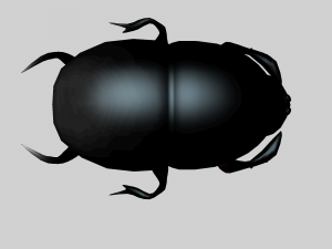 Insect heliocopris Donius Model 3D