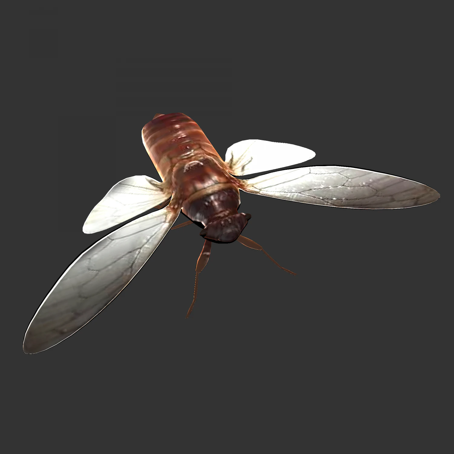 Insect Pomponai interrmedai 3D Model .c4d .max .obj .3ds .fbx .stl .blend