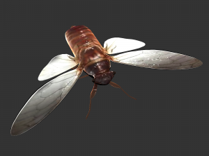 Insect Pomponai interrmedai 3D Model