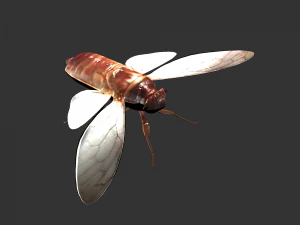 Insect Pomponai interrmedai 3D Model