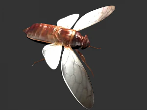Insect Pomponai interrmedai 3D Model