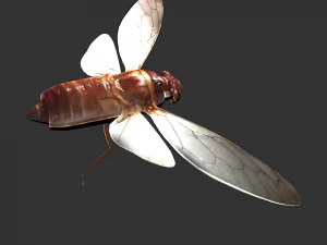 Insect Pomponai interrmedai 3D Model