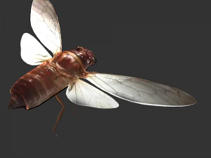 Insect Pomponai interrmedai 3D Model