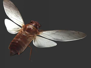 Insect Pomponai interrmedai 3D Model