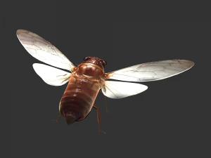 Insect Pomponai interrmedai 3D Model