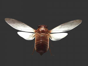 Insect Pomponai interrmedai 3Dモデル