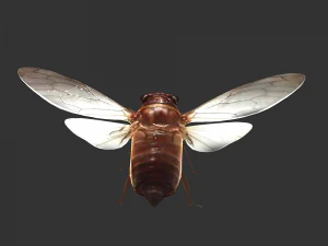 Insect Pomponai interrmedai 3D Model