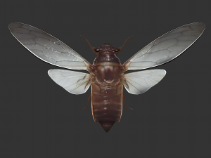 Insect Pomponai interrmedai 3Dモデル
