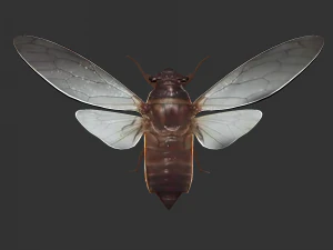 Insect Pomponai interrmedai 3D Model