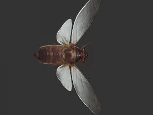 Insect Pomponai interrmedai 3D Model