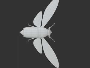 Insect Pomponai interrmedai 3Dモデル