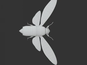 Insect Pomponai interrmedai 3D Model