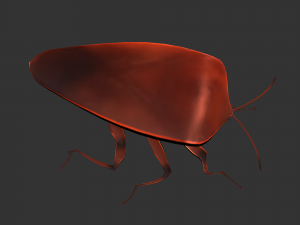 Insect Rholulus Sp Model 3D