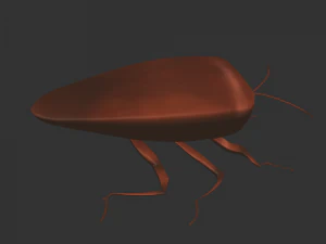 Насекомое Rholulus Sp 3D Модель