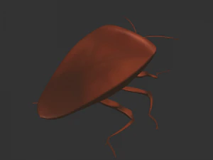 Насекомое Rholulus Sp 3D Модель