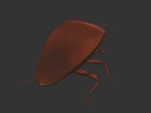 Насекомое Rholulus Sp 3D Модель