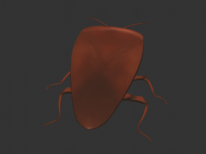 Insect Rholulus Sp Model 3D