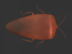Insect Rholulus Sp Model 3D