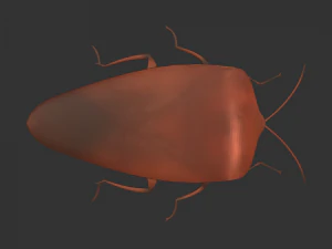 Насекомое Rholulus Sp 3D Модель