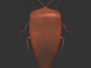 Насекомое Rholulus Sp 3D Модель