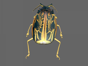 Insect Macrodontia dejeanii 3D Модель