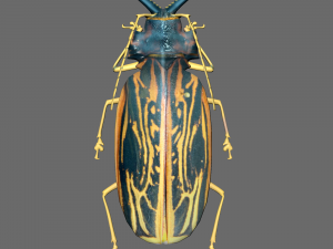 Insect Macrodontia dejeanii 3D Модель