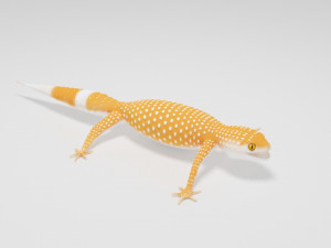 Gecko Lizard Pets 3Dモデル