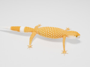 Gecko Lizard Pets 3Dモデル