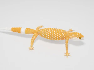 Gecko Lizard Pets 3D Model