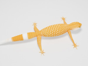 Gecko Lizard Pets 3Dモデル