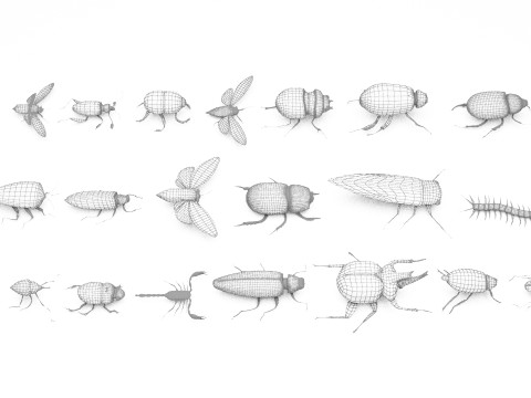 Insect pack all 3D Model