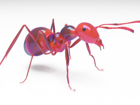 Ant animal 3D Model