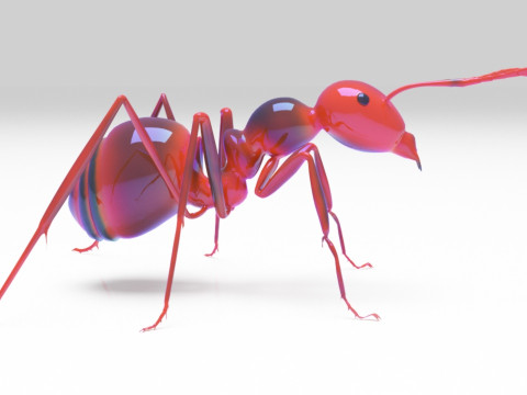 Ant animal 3D Model