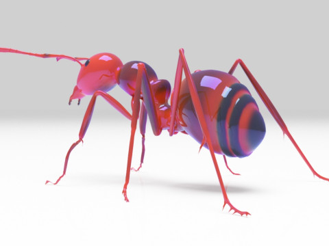 Ant animal 3D Model