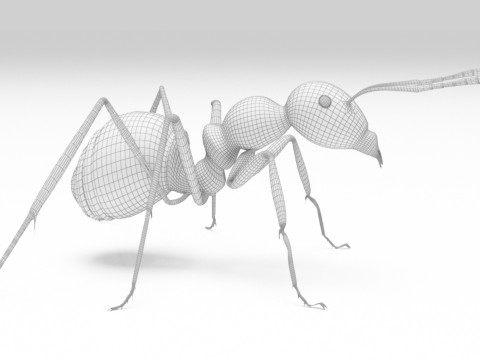 Ant animal 3D Model