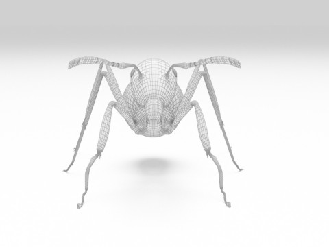Ant animal 3D Model
