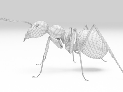 Ant animal 3D Model