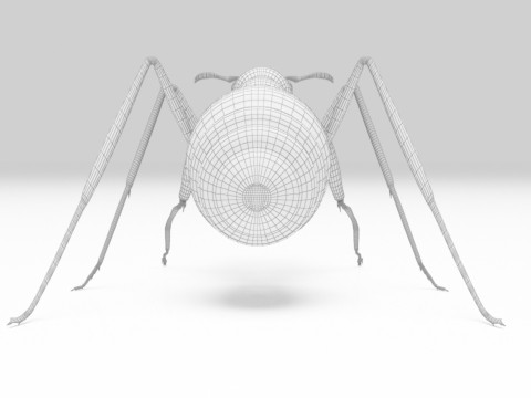 Ant animal 3D Model