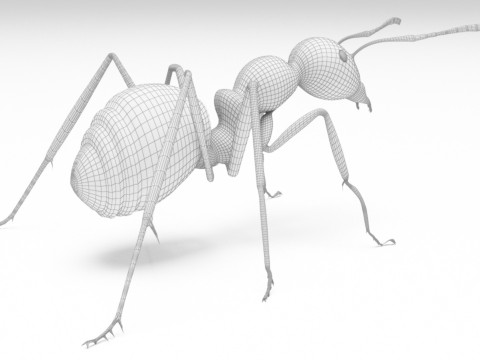 Ant animal 3D Model