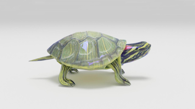 Turtle reptile pets 3D 模型 .c4d .max .obj .3ds .fbx .stl .blend 
