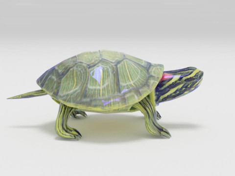 Turtle reptile pets 3D-Modell