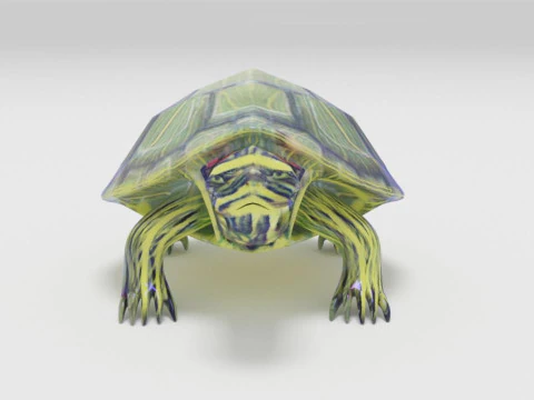 Turtle reptile pets 3D Model