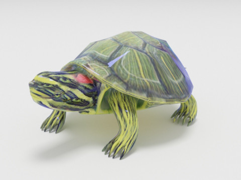 Turtle reptile pets 3D 模型