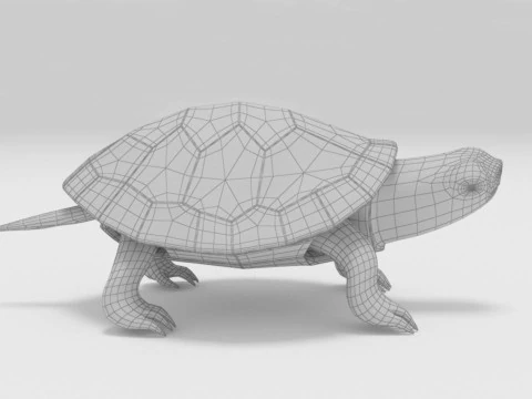 Turtle reptile pets 3D Model