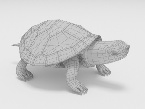 Turtle reptile pets 3D 模型