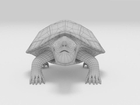 Turtle reptile pets 3D 模型